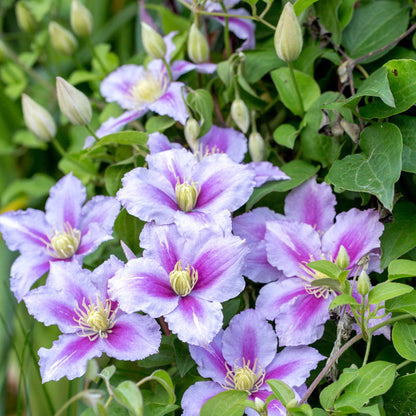 cluster of purple flowers clematis piilu