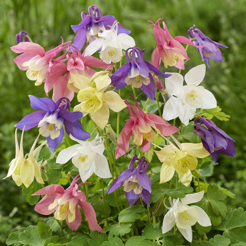 Columbine Aguilegia Caerulea Mix