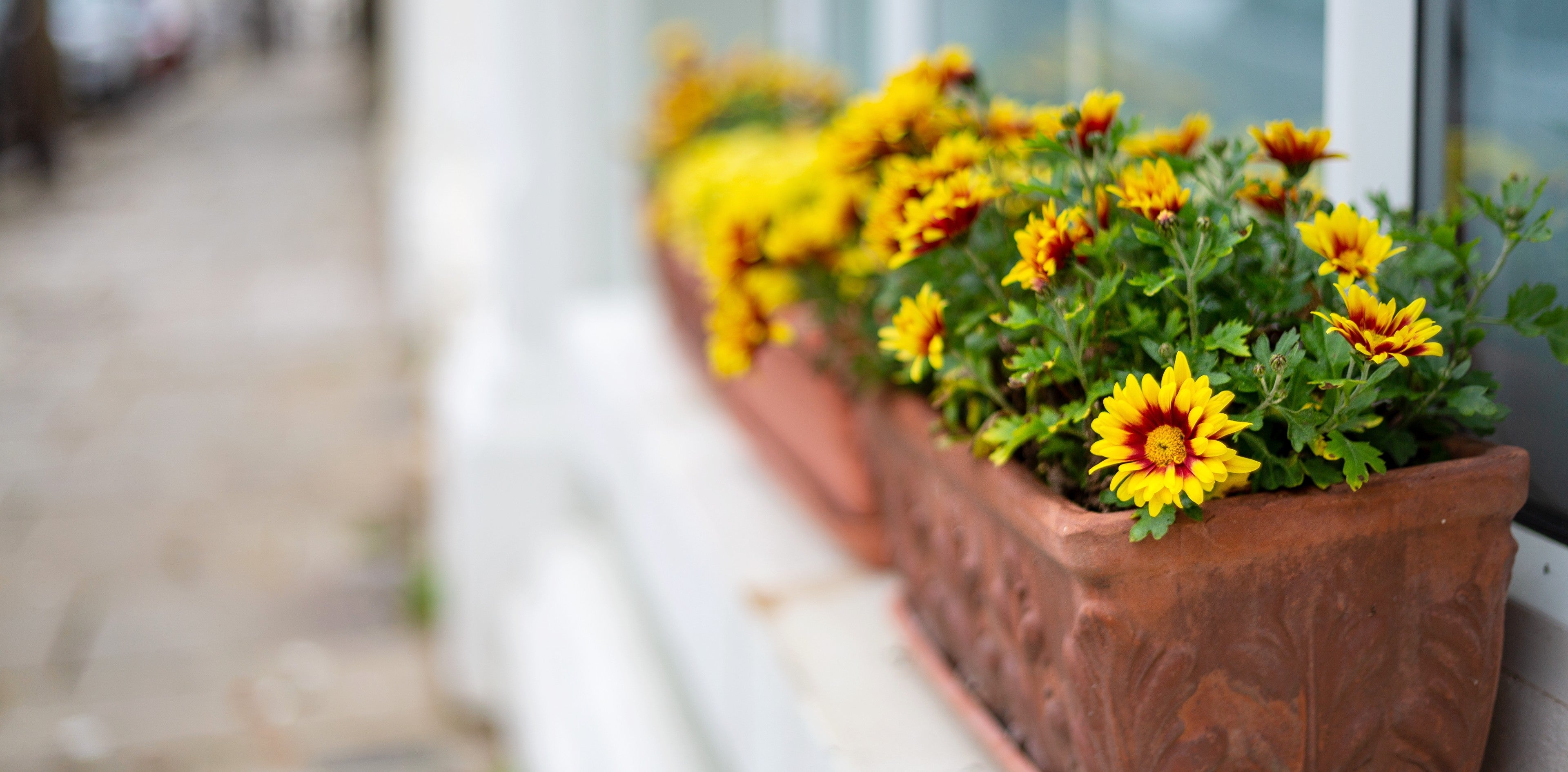 yellow flowers in a windowbox