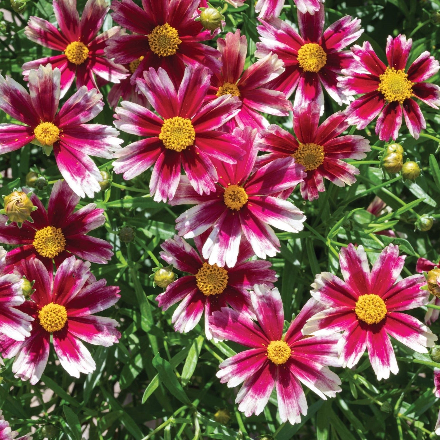 Coreopsis bright pink and white flowers