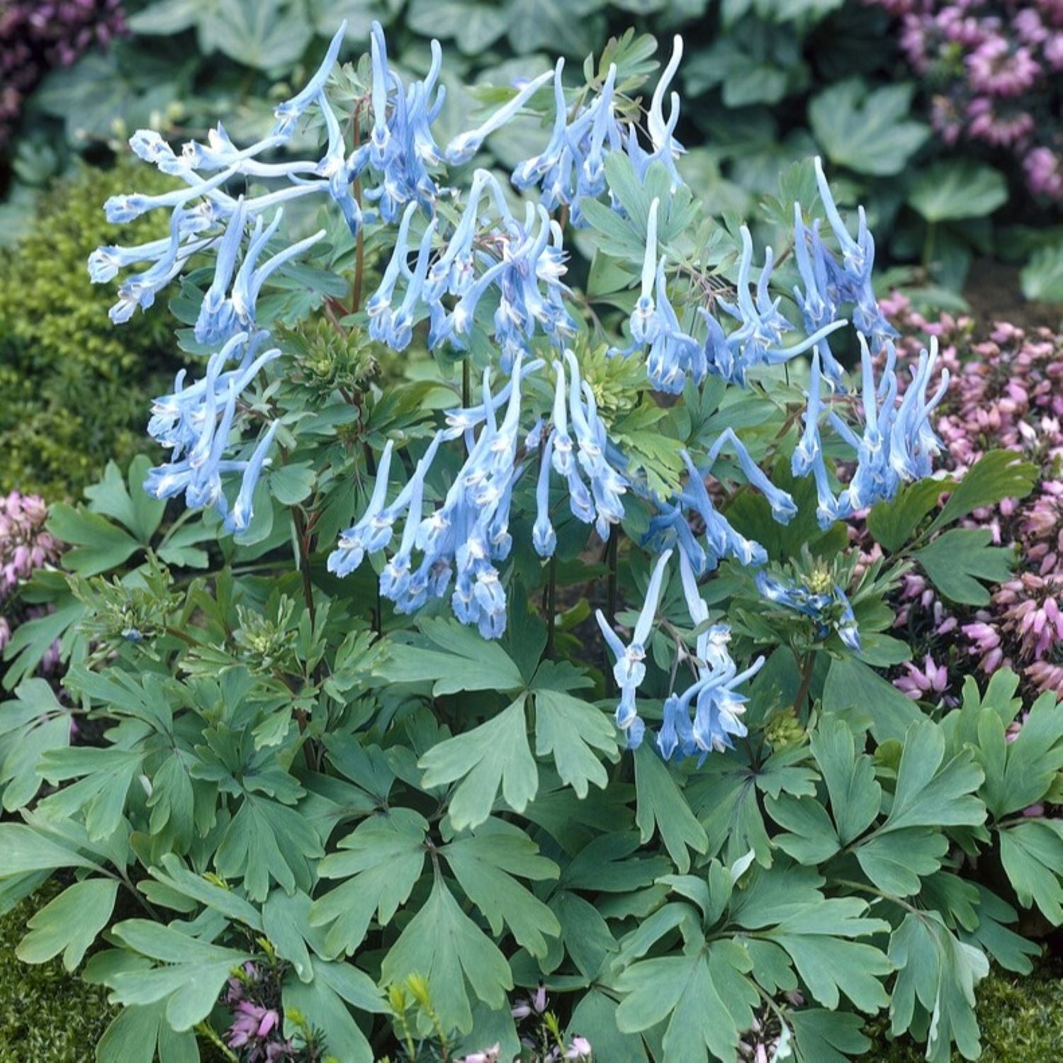 clear blue tubular flowers of Corydalis flexuosa