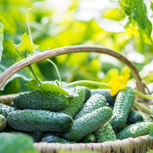 Harvested cucumbers in a basket