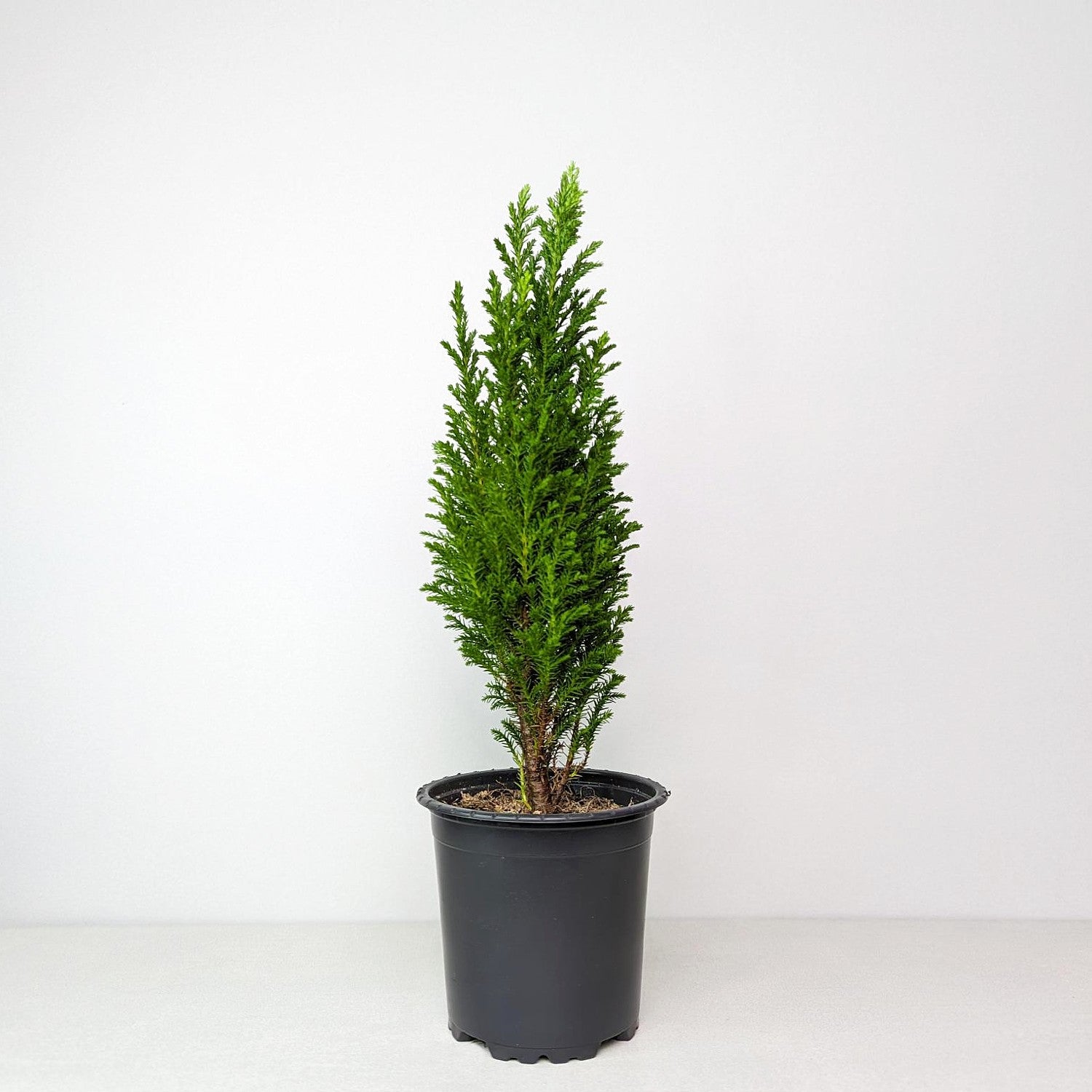 Gorgeous Cypress Trees for Sale Online | Lawsoniana 'Ellwoodii' – Easy ...