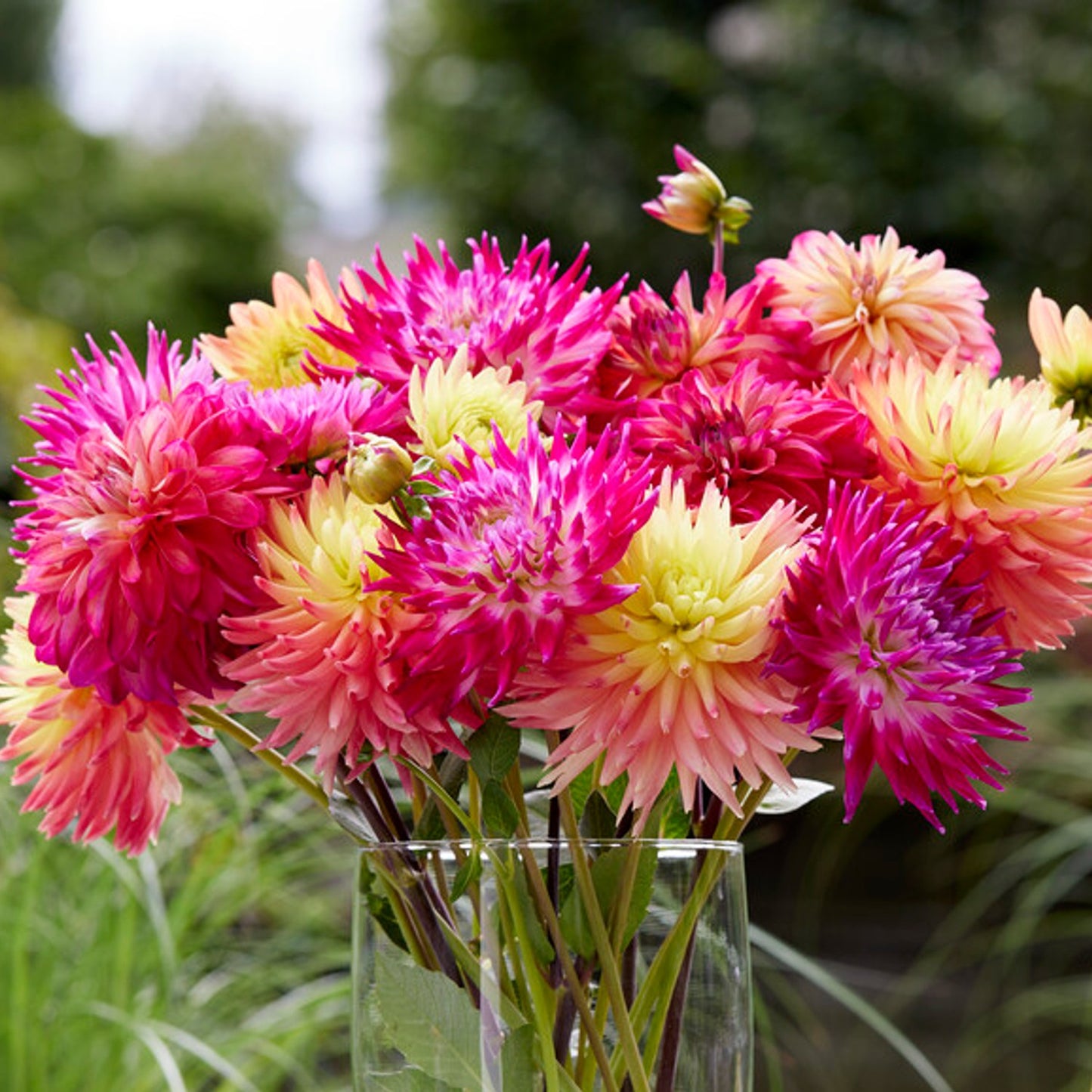 dramatic colorful cactus type dahlias blooms