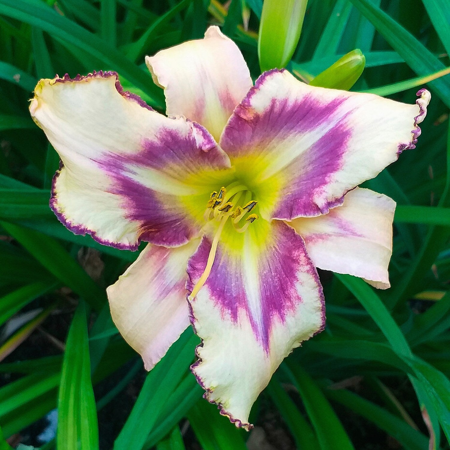 daylily destined to see purple and white flower