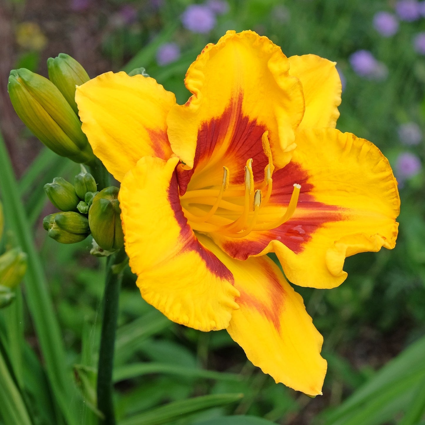 daylily fooled me with red halo on golden yellow petals