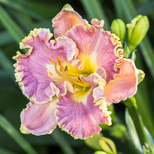 Daylily - Lavender Tutu