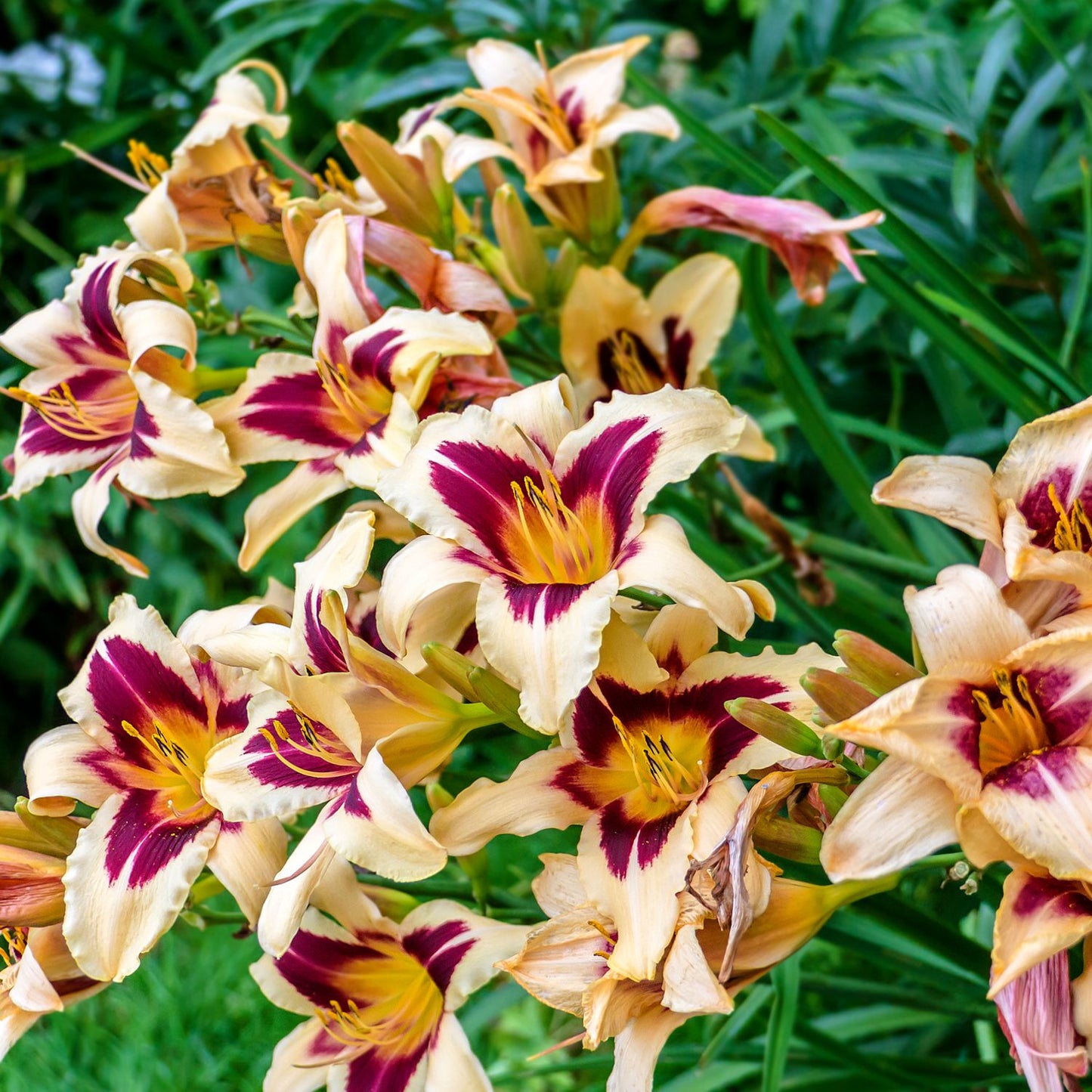 daylily wild horses purple and cream yellow flowers