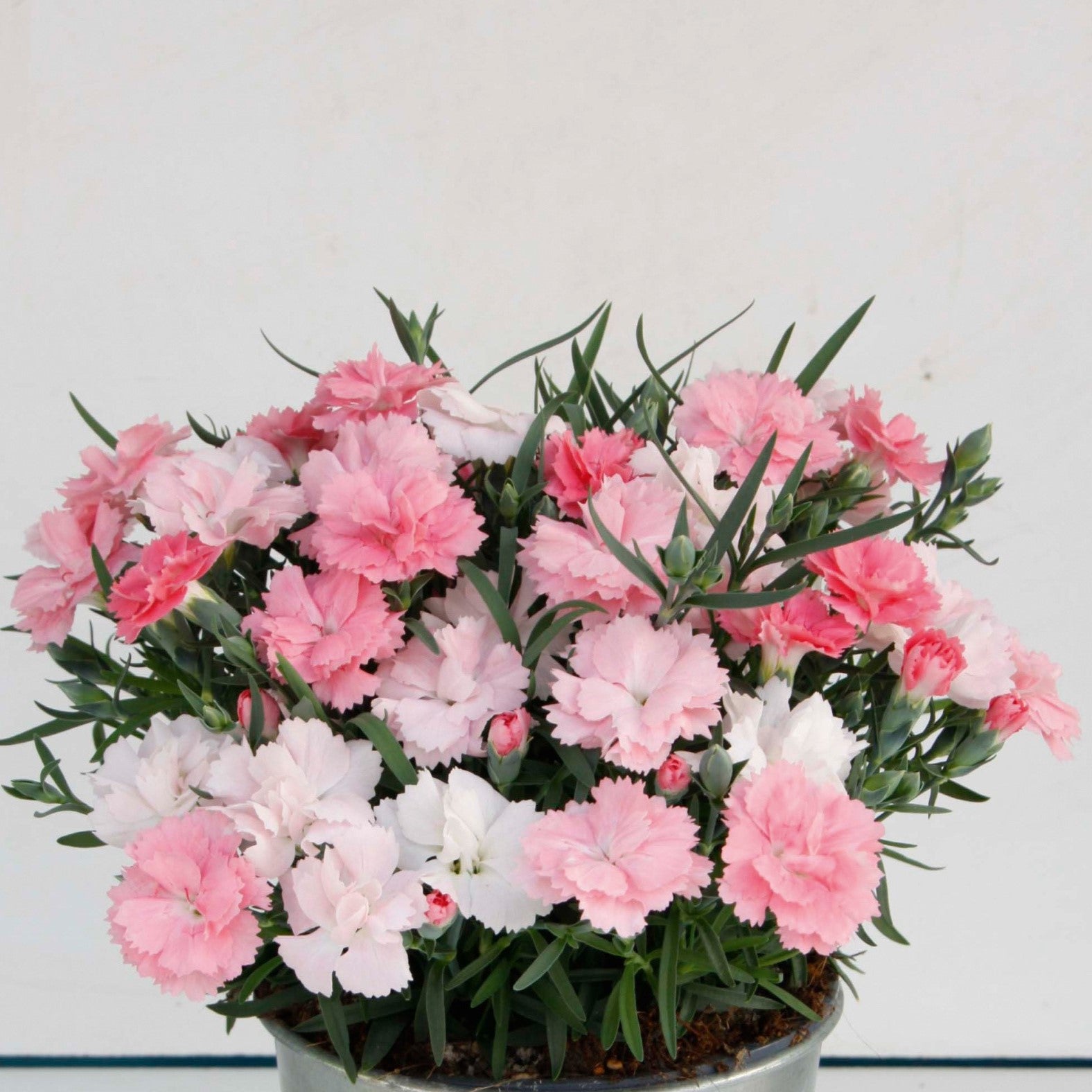 dianthus carnation flowers in shades of pink and white