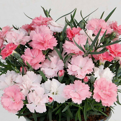 close up of dianthus carnation flowers in shades of pink and white