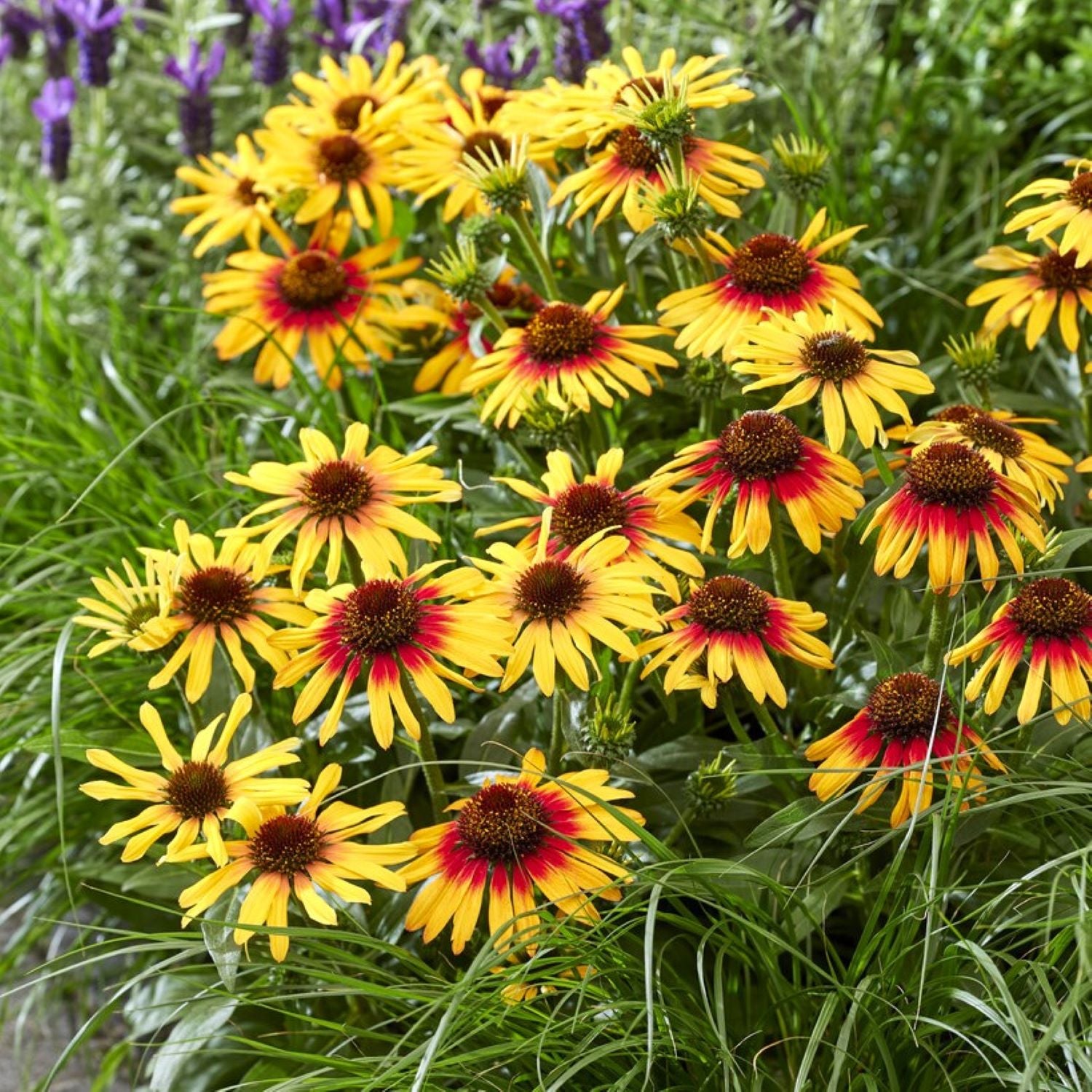 yellow and red flowers of Echinacea SunSeekers Tequila Sunrise