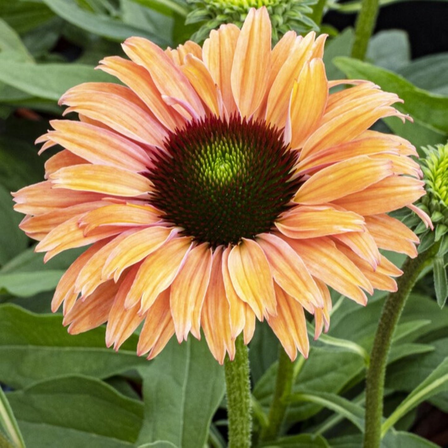 Echinacea Sunseeker Rainbow flower