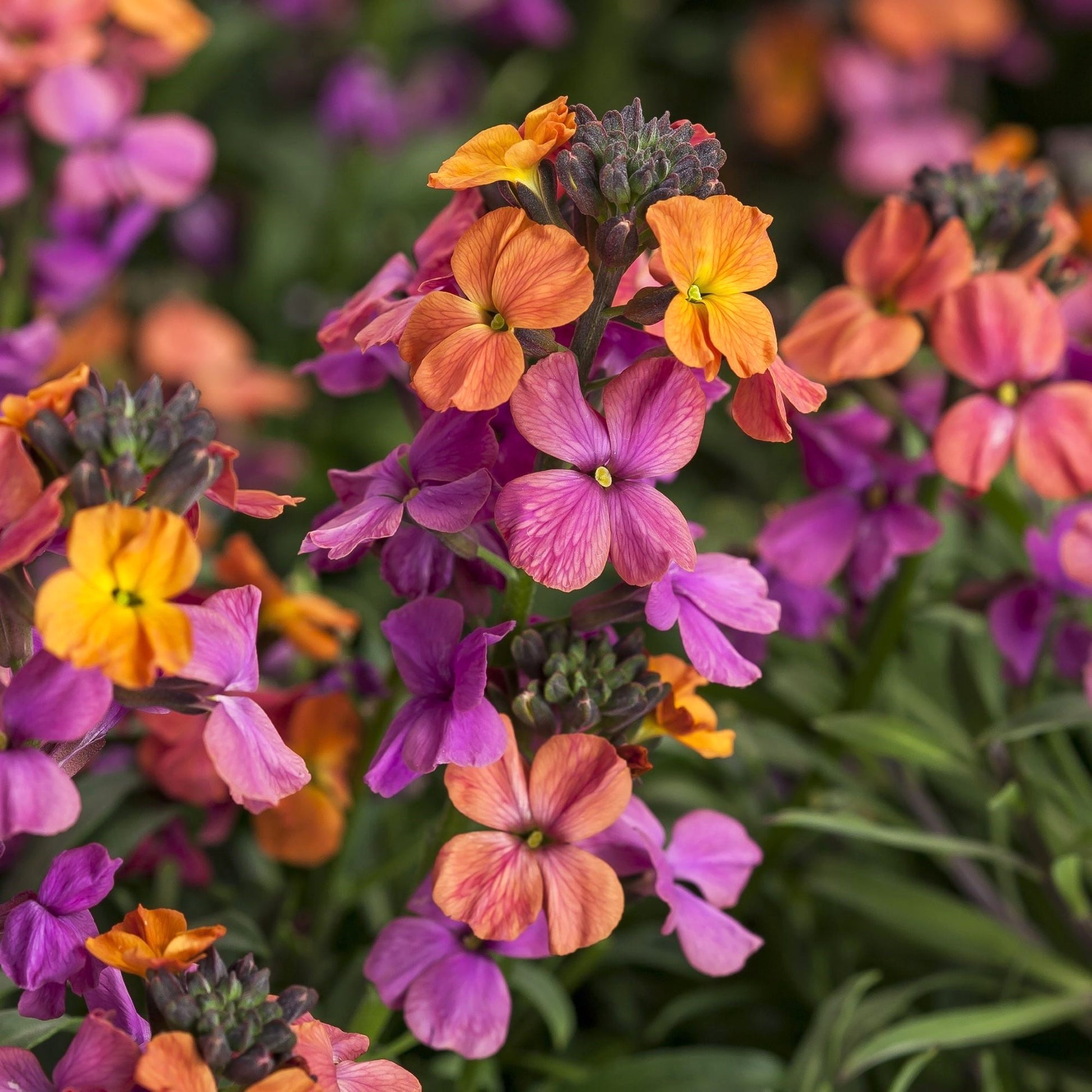 multicolor orange pink purple flowers of Erysimum Bronze Rose