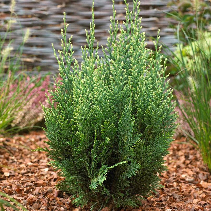 Gorgeous Cypress Trees for Sale Online | Lawsoniana 'Ellwoodii' – Easy ...