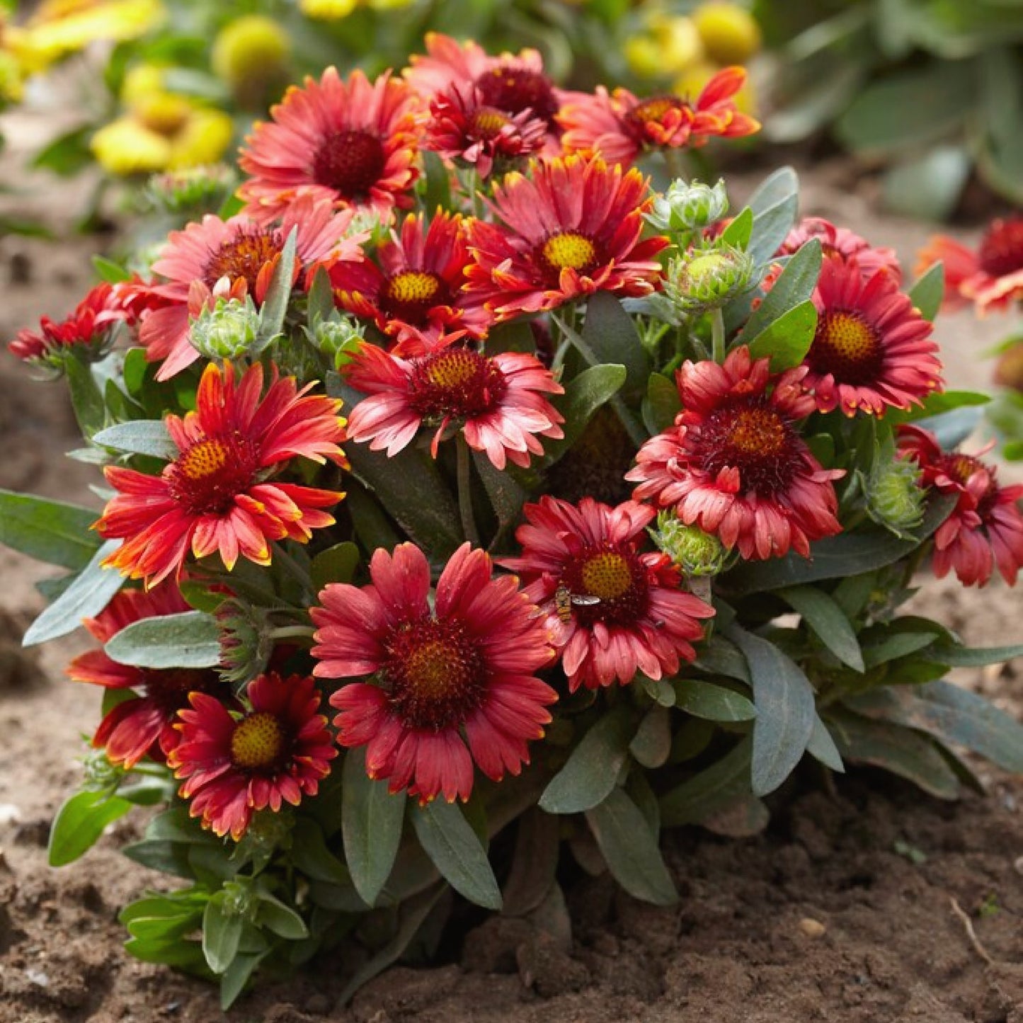 red flowers gaillardia red shades