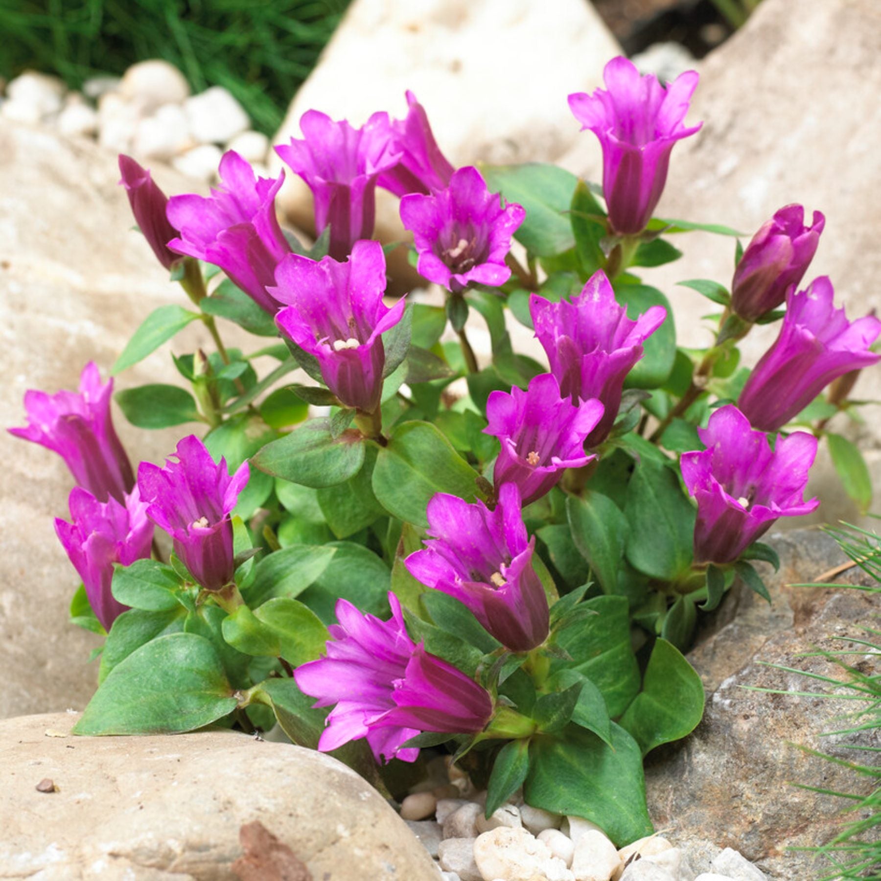 bright pink tubular blooms of Gentiana