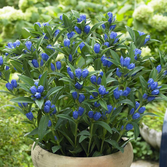 blue flowers of Gentiana