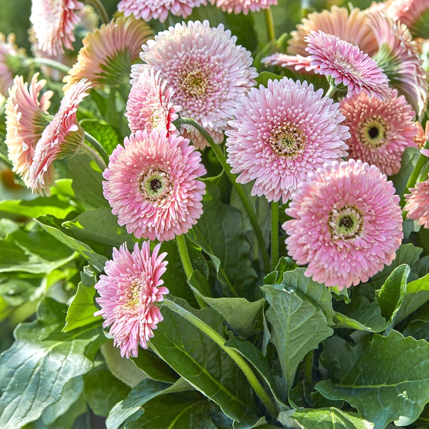 Baby pink flowers of Gerbera Majestic Light Pink plant