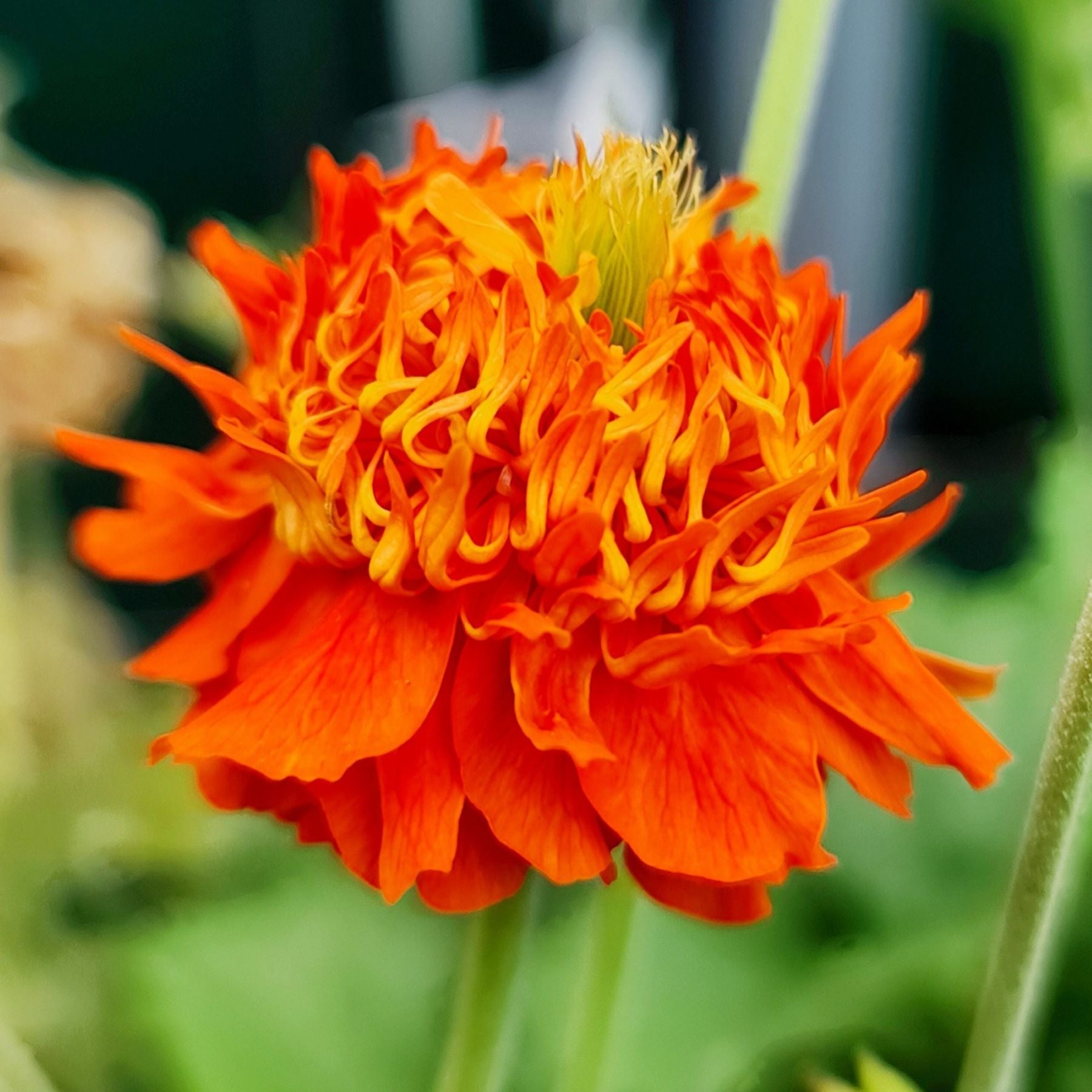 close up of Geum Pumpkin Orange bright orange bloom