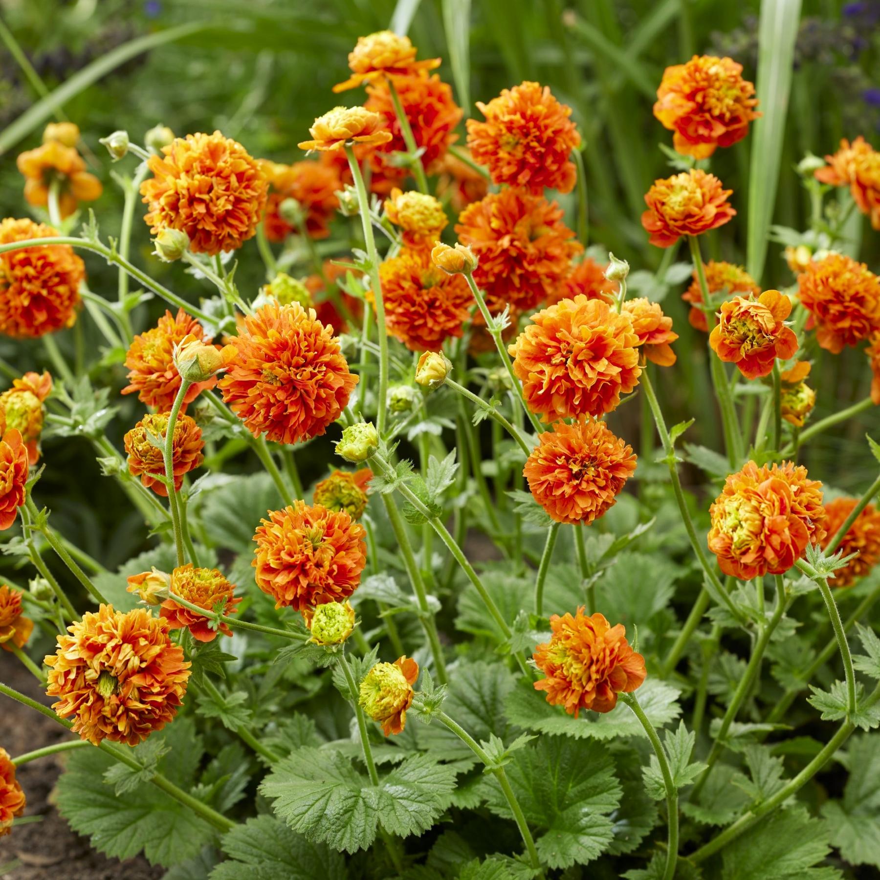 Geum Pumpkin Orange flowers atop green foliage