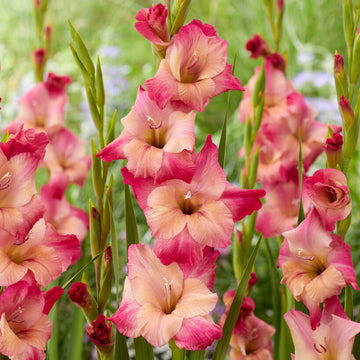 Easy to Grow | Gladiolus Flower Bulbs - Fall & Spring Planted – Easy To ...