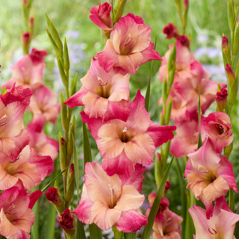 Easy to Grow Gladiolus Bulbs for Sale – Easy To Grow Bulbs