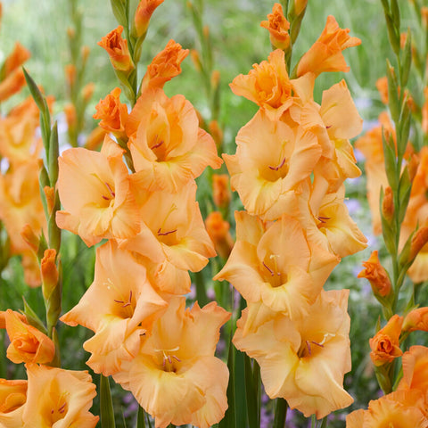 Easy to Grow Gladiolus Bulbs for Sale – Easy To Grow Bulbs