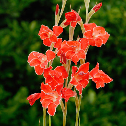 scarlet red flowers edged in white of gladiolus atom