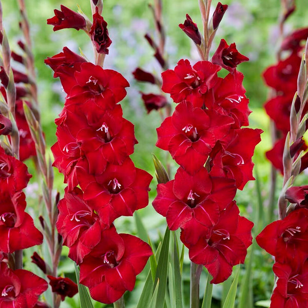 Magenta-Red Gladiolus Bulbs For Sale Online | First Blood – Easy To ...