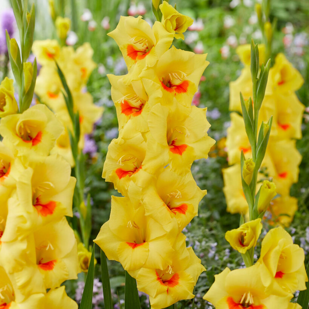 Easy to Grow | Gladiolus Flower Bulbs - Fall & Spring Planted – Easy To ...