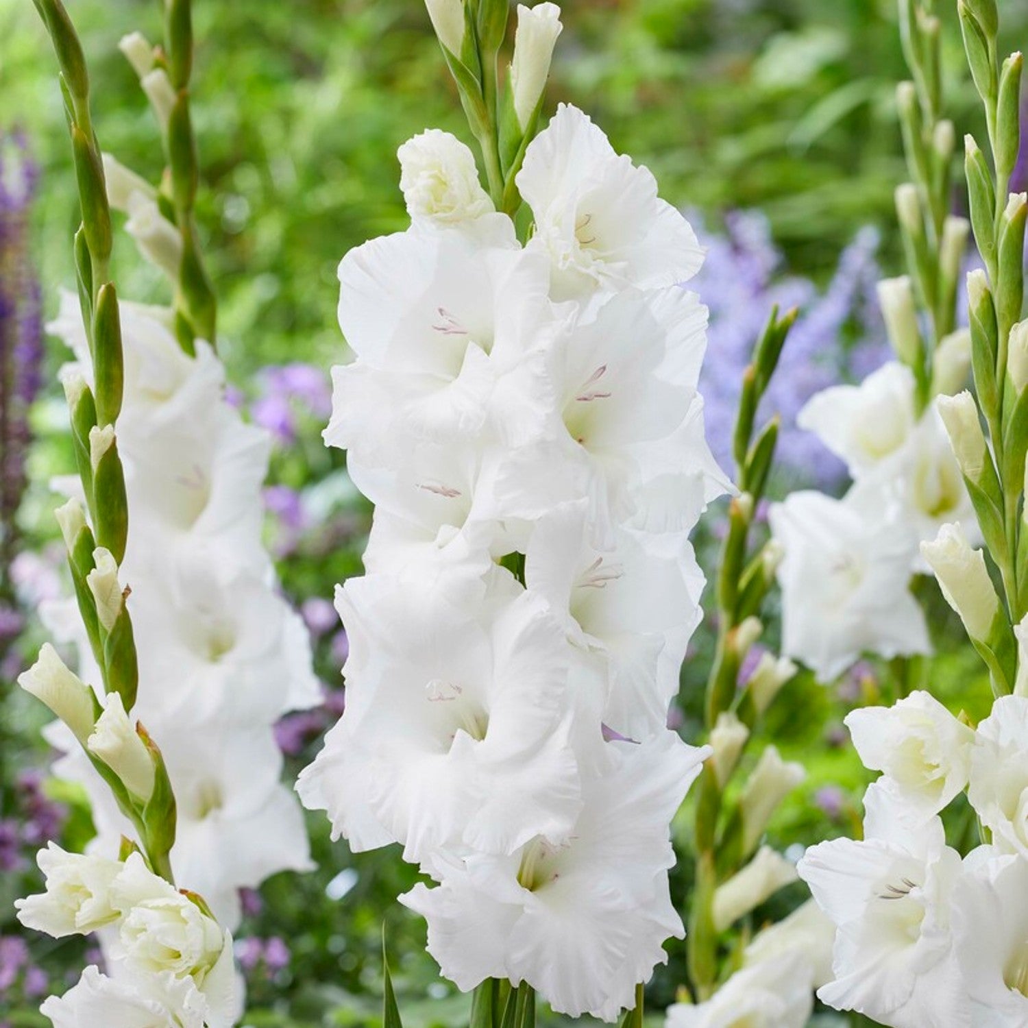 bright white blooms of gladiolus pura vida