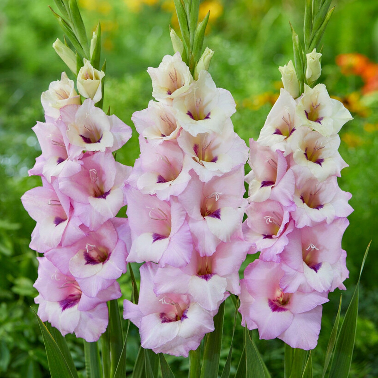 Gladiolus Venezia - light purple with darker purple tongue