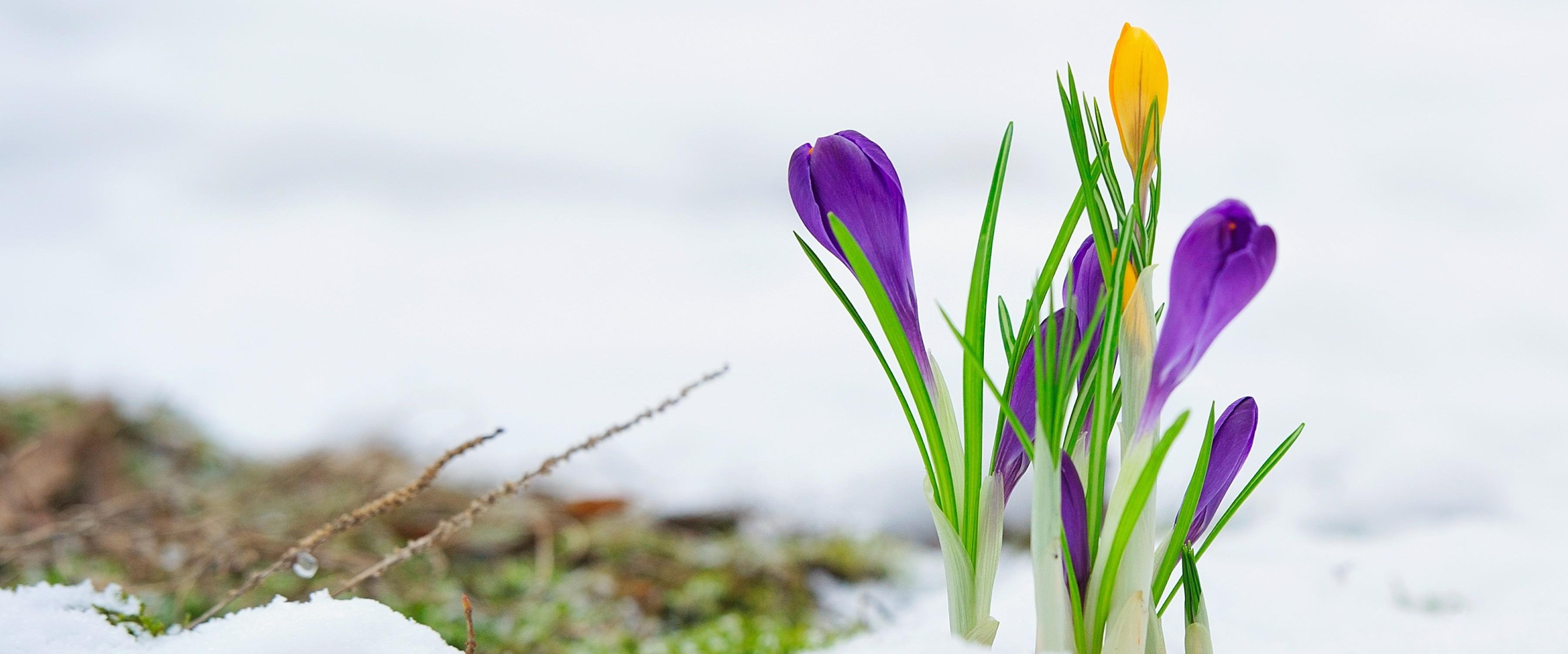 crocus blooming in snow