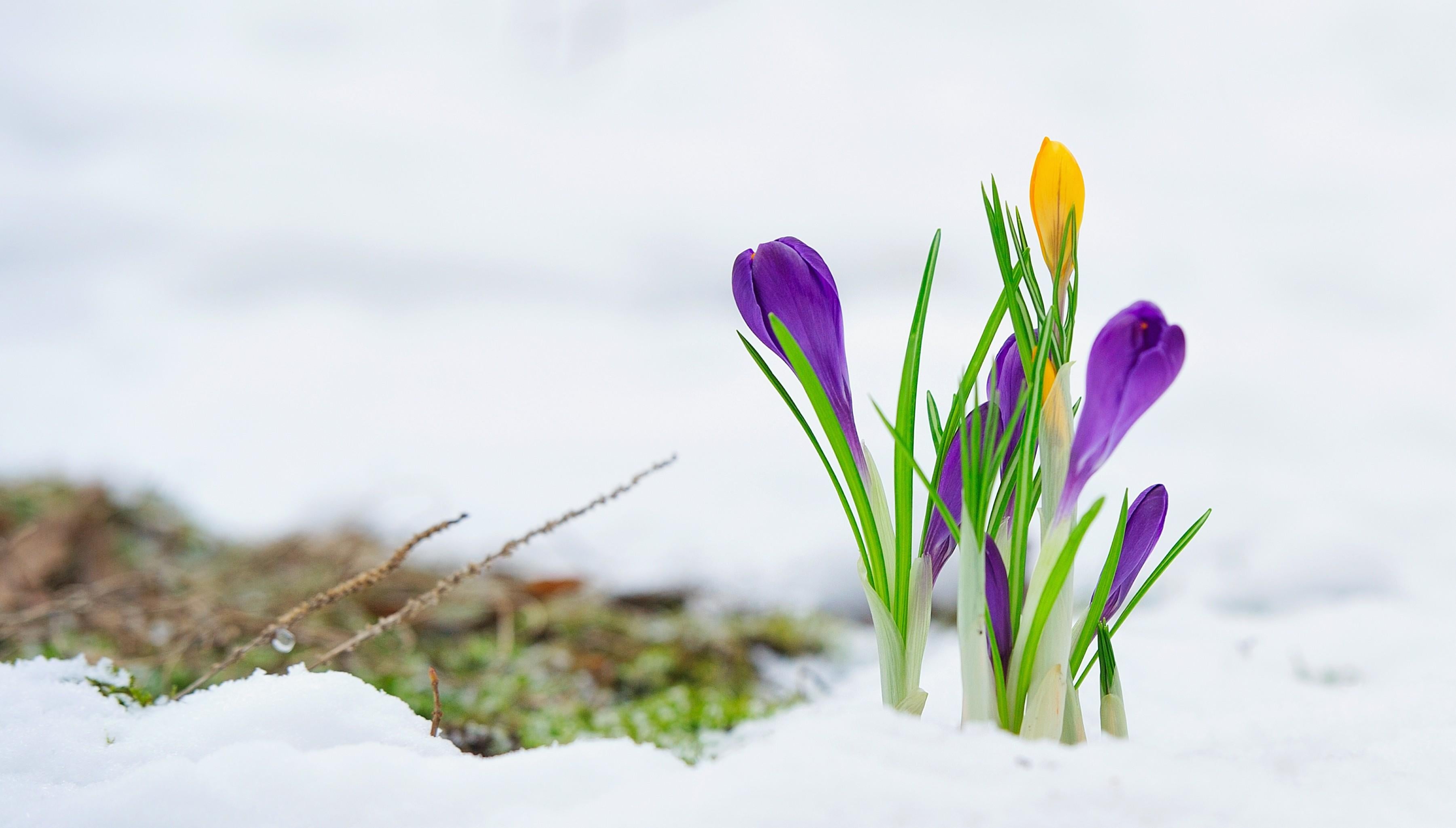 crocus blooming in the snow