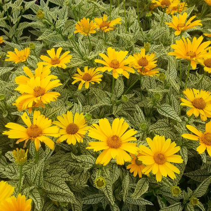 sunny yellow flowers atop variegated foliage of Heliopsis Sunstruck