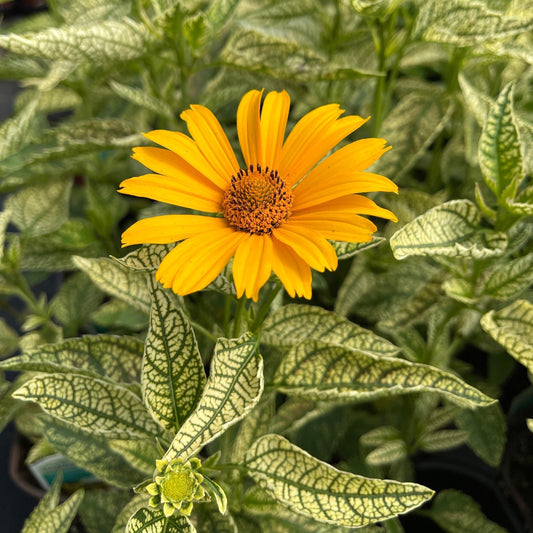 sunny yellow flowers atop variegated foliage of Heliopsis Sunstruck