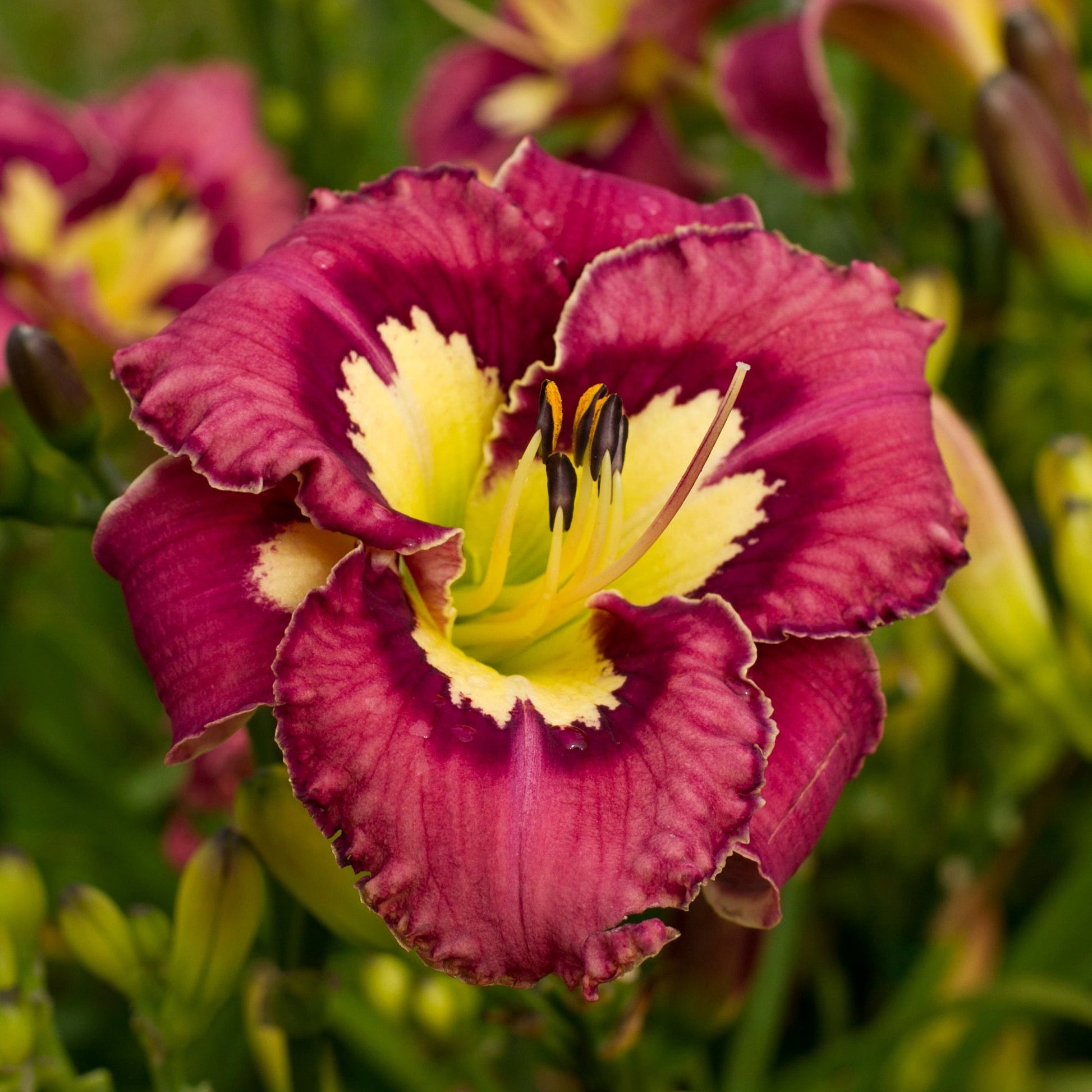 purple maroon petals surround a yellow throat