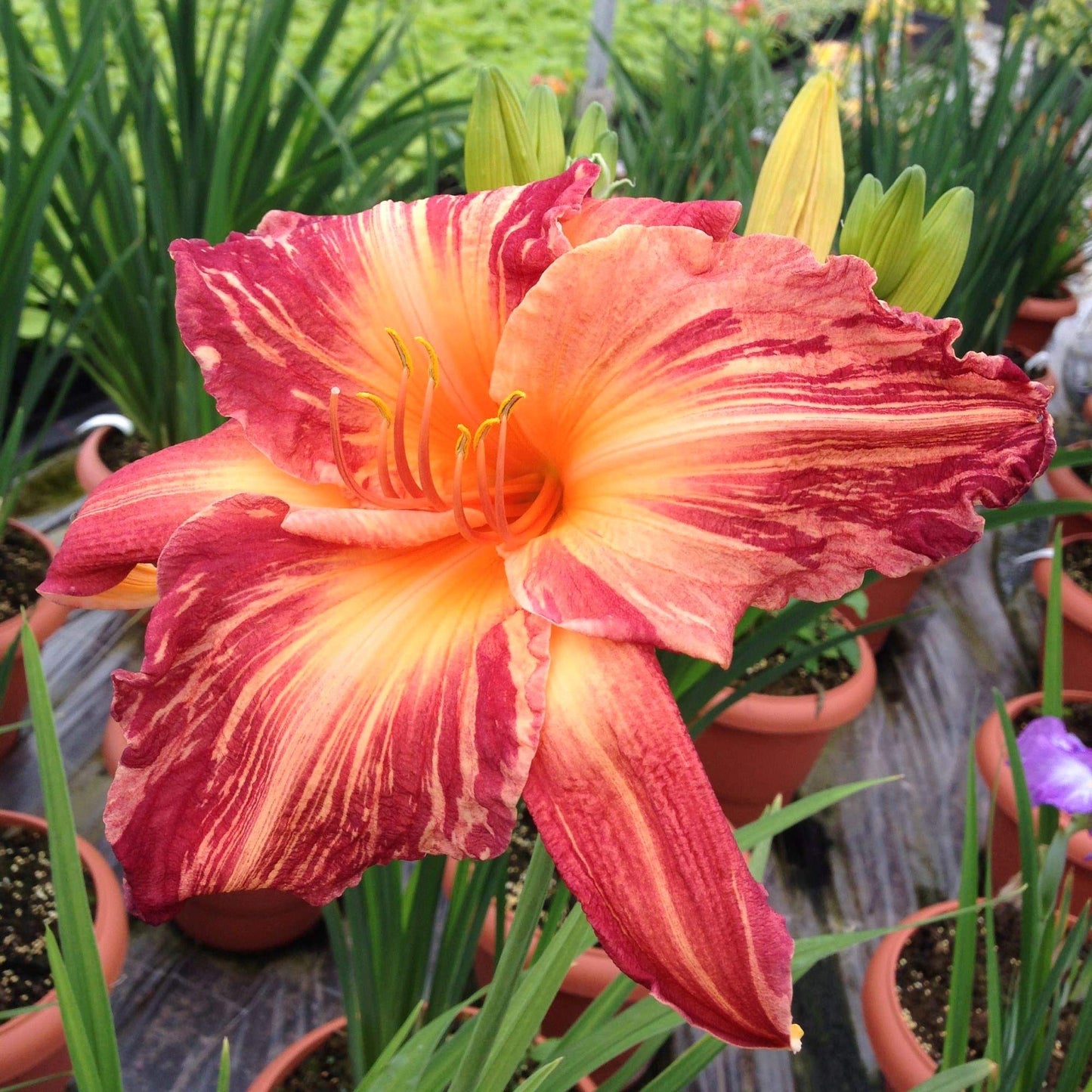 streaks of pink and cream accent magenta petals and a golden orange throat