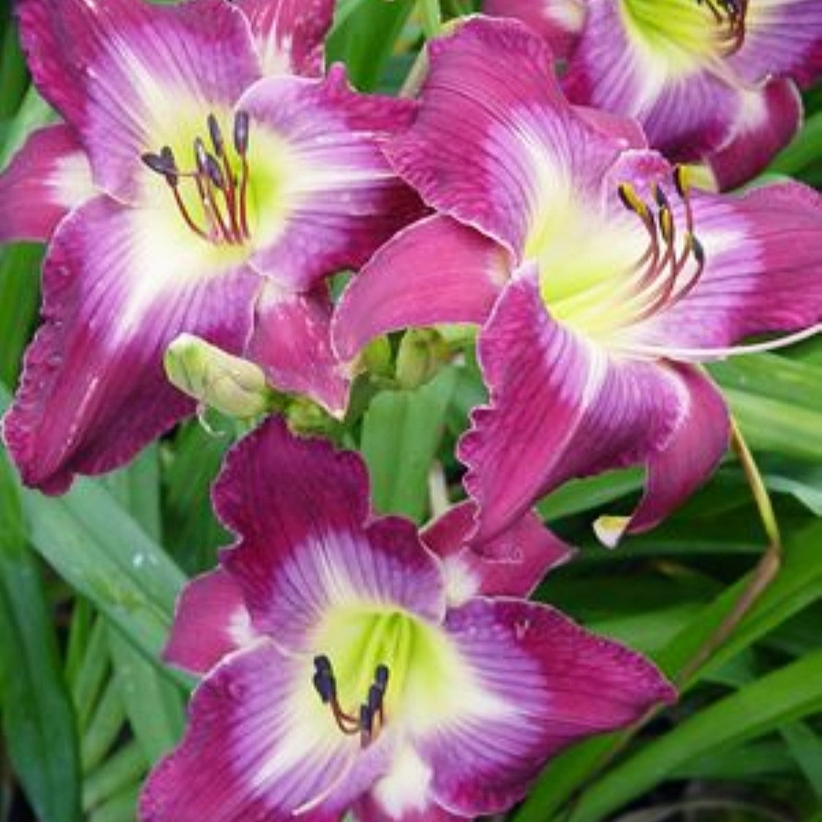 dark purple flowers surround a light green and white throat