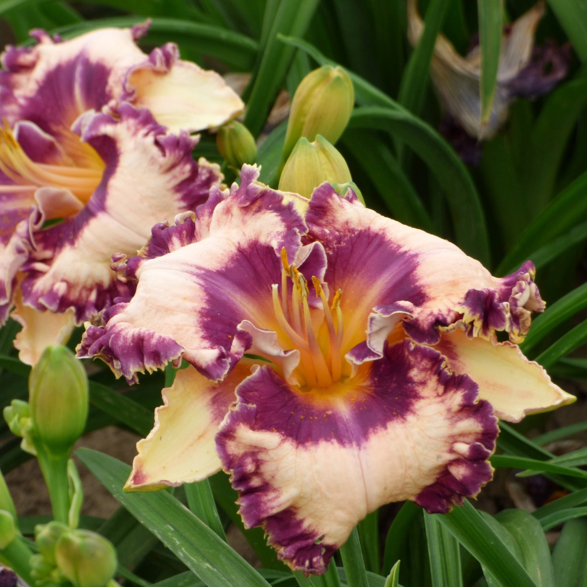 Hanalei Bay daylily blooms feature creamy yellow petals with purple ruffled edged and eye