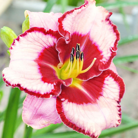 pale pink blooms with bright red eye and edging