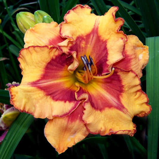 orange-yellow petals with a red eye and thin border