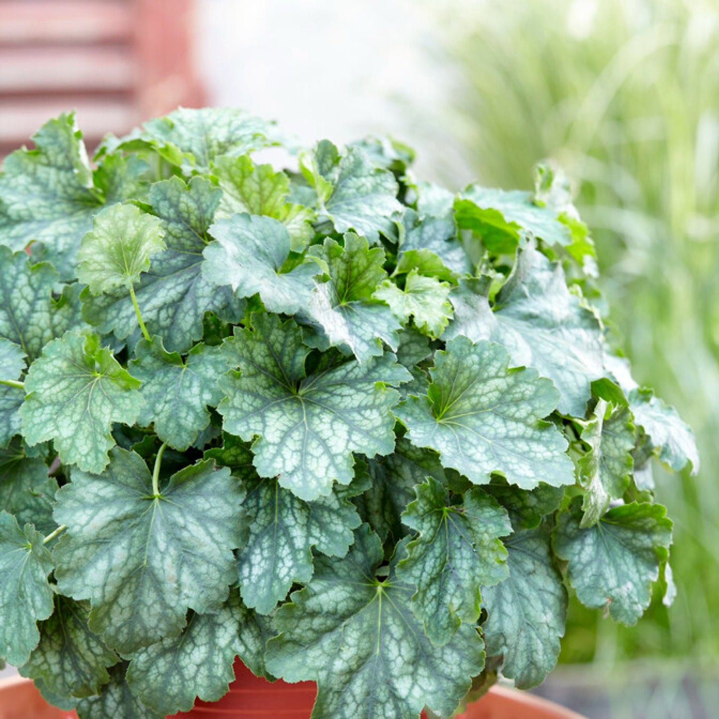 green leaves with silvery white markings and veining of Heuchera cocomint