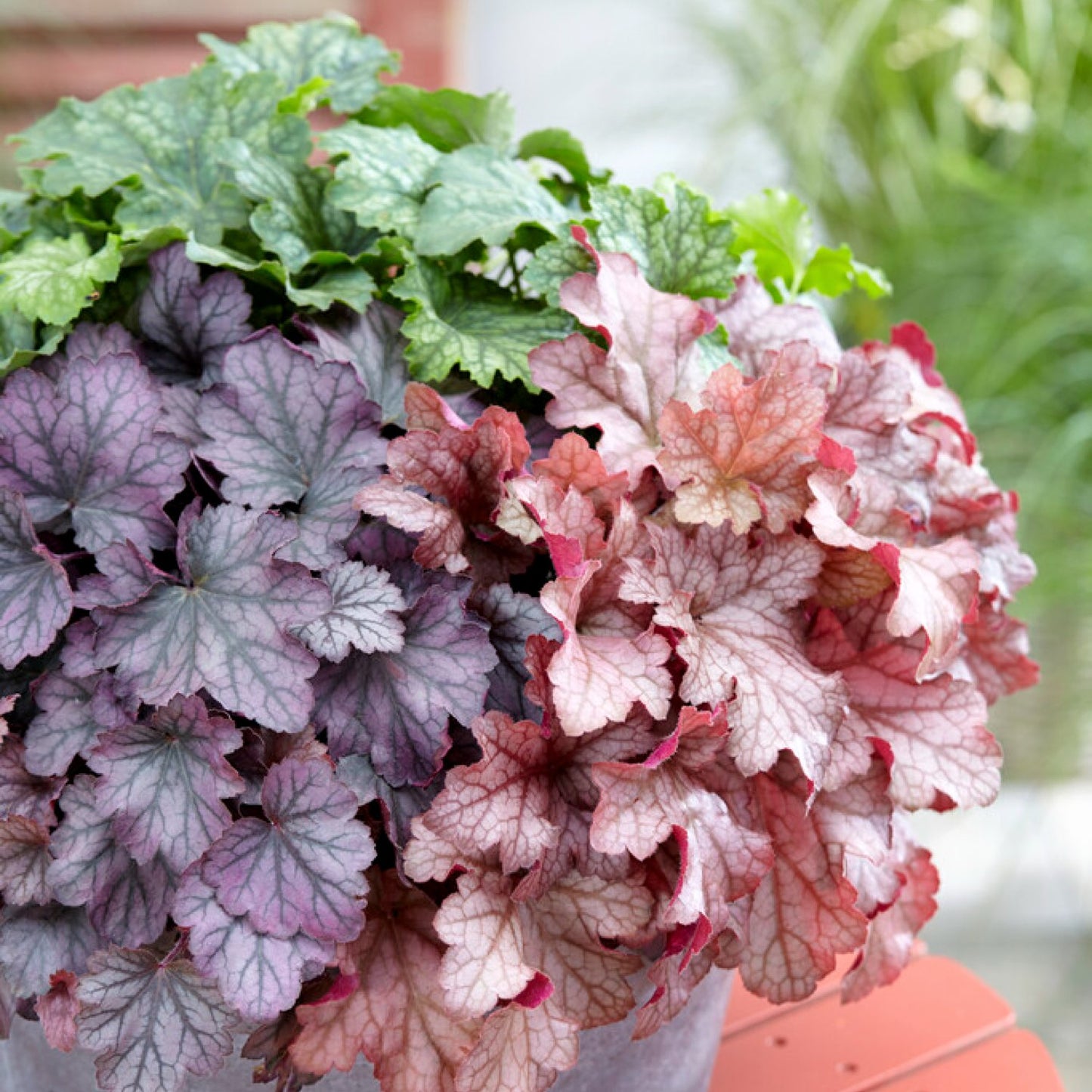 Heuchera Carnival Cocomint, Peach Parfait and Plum Crazy