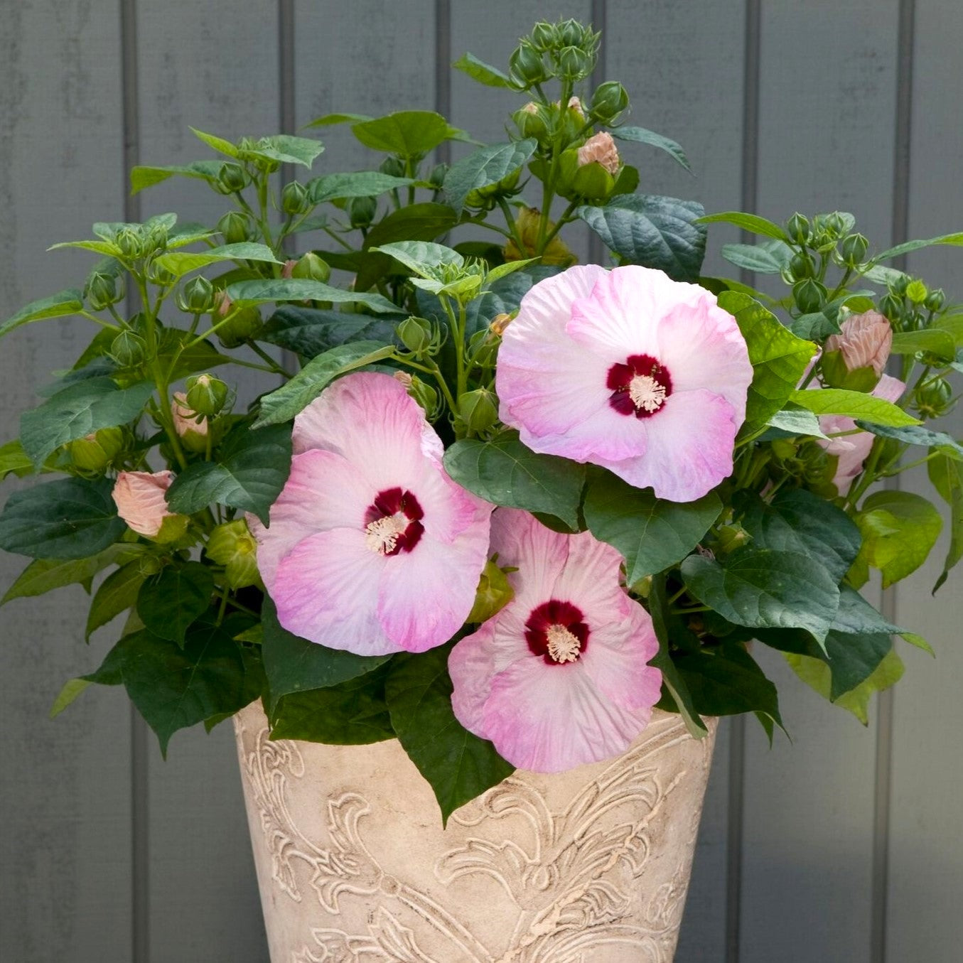 light pink and white flower of Hibiscus Honeymoon Light Rose