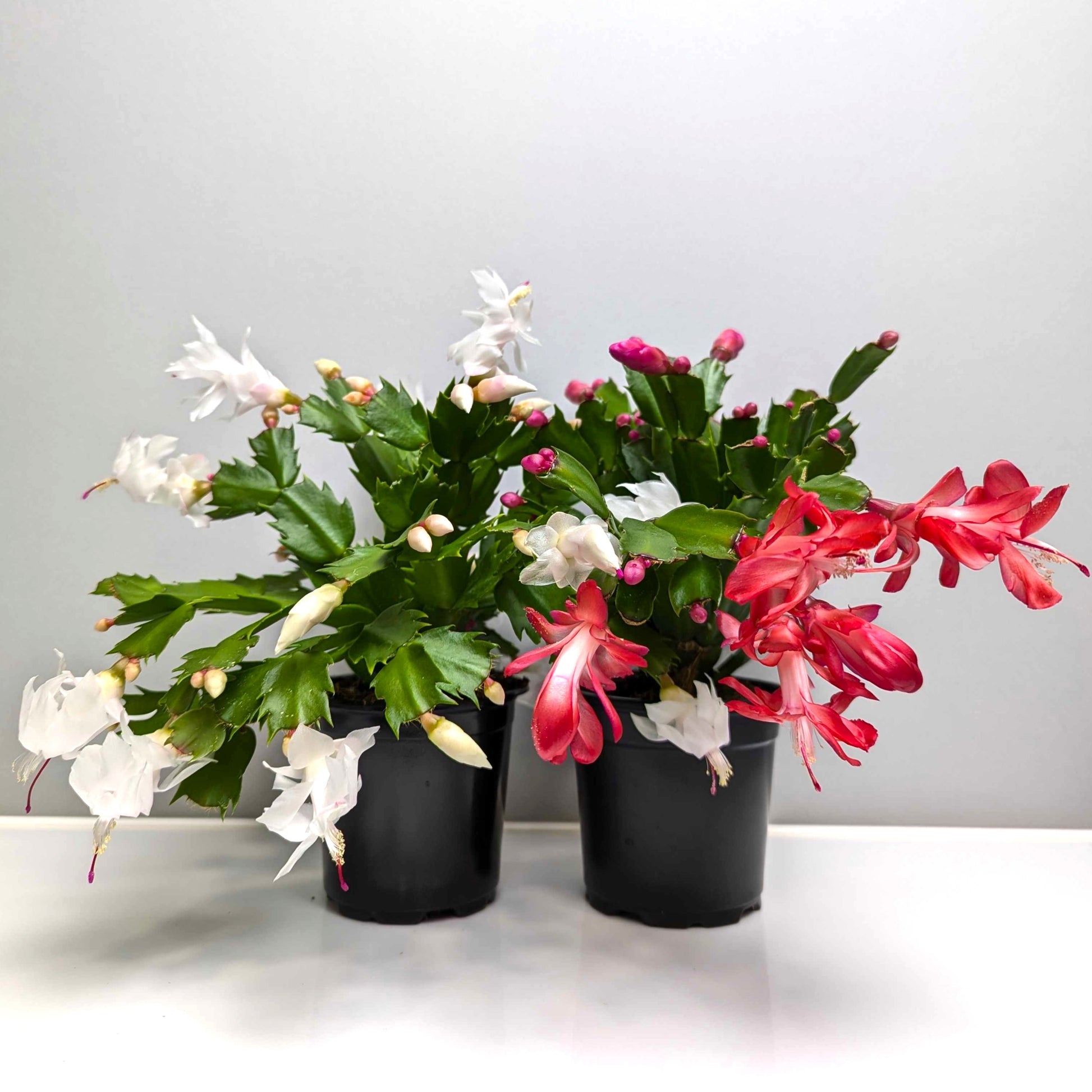 holiday cactus red and a white plant in  grower's pots