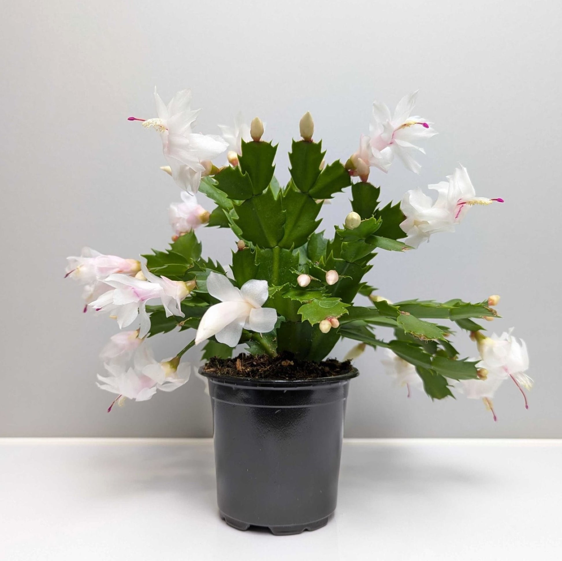 holiday cactus white in a grower's pot