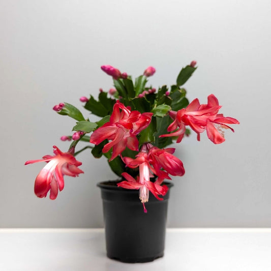 reddish dark pink holiday cactus in a grower pot