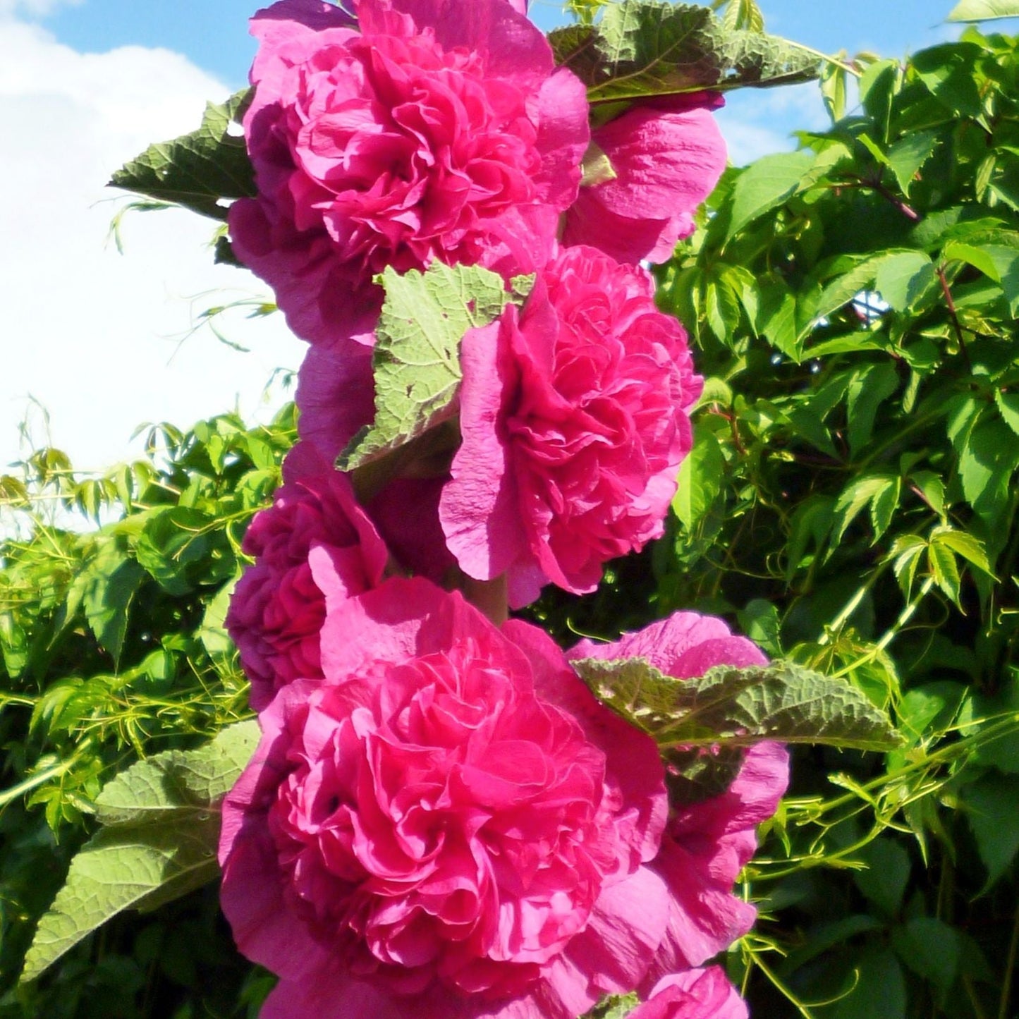 Pink Hollyhock Chater's Double Flowering Blooms