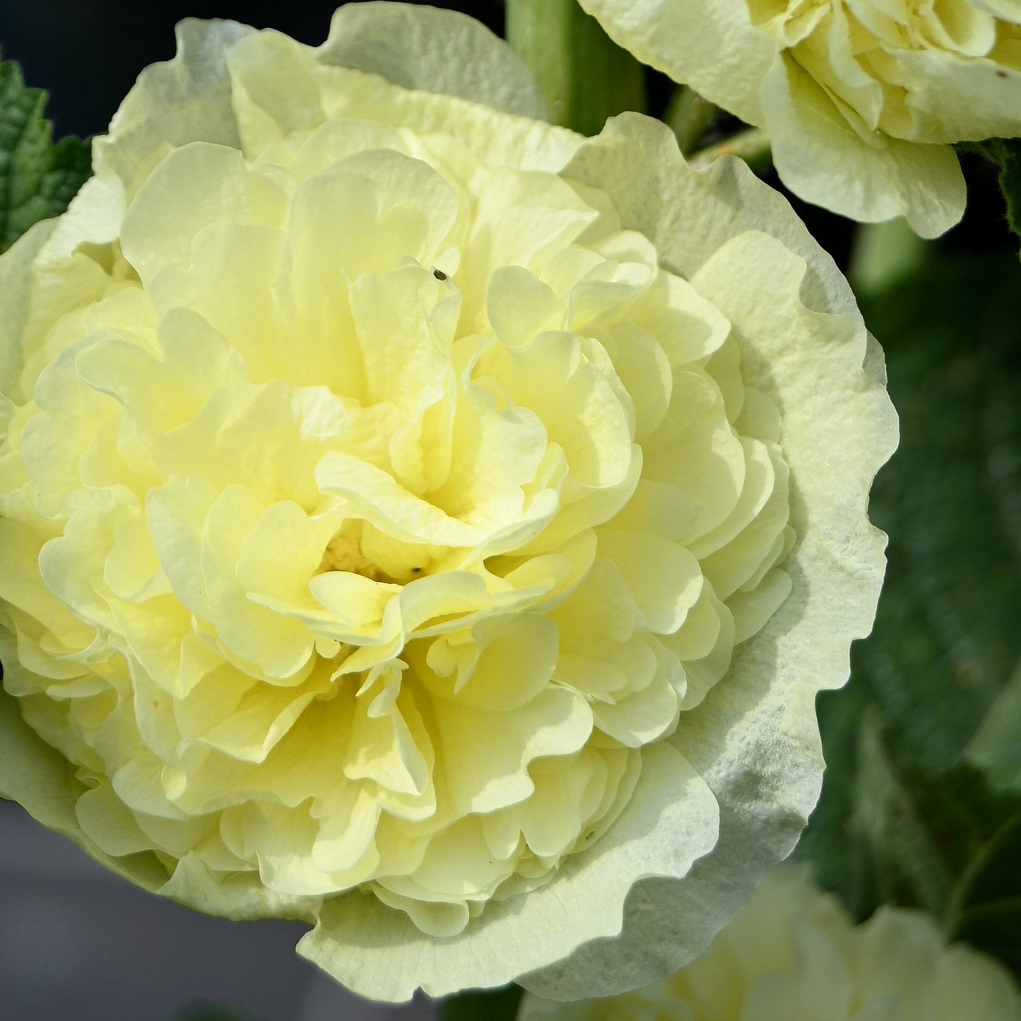 double yellow flowers of chater's hollyhock yellow